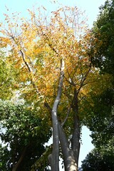 Japanese zelkova (Zelkova serrata) yellow leaves.
Ulmaceae deciduous tree. Because of its beautiful shape, it is used as a park tree or street tree.