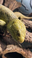 Prehensile-tailed skink - Corucia zebrata - animal
