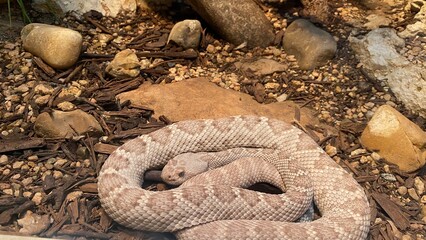 snake in the garden