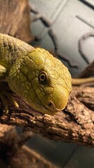 Fototapeta premium Prehensile-tailed skink - Corucia zebrata - animal