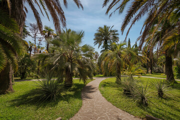 Fototapeta na wymiar View of the alley with palm trees in the Upper Park of the Sochi Arboretum, Sochi, Krasnodar Territory, Russia