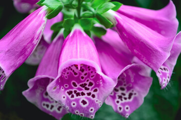 Pink and purple spotted foxglove flower, close up 