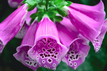 Pink and purple spotted foxglove flower, close up  © McKayla
