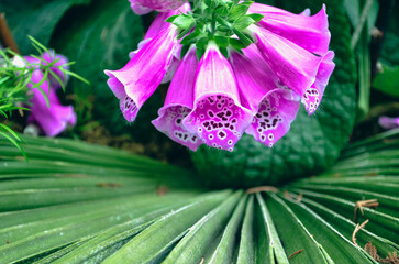 Pink and purple spotted foxglove flower with fanned leaf greenery background, macro photography