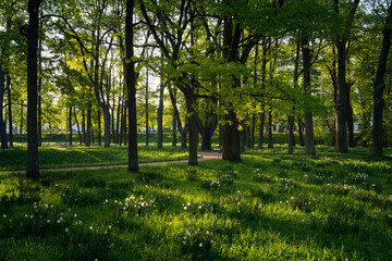 A clearing strewn with daffodils in Gatchina Park on a summer day, Gatchina, Leningrad Region, Russia - obrazy, fototapety, plakaty