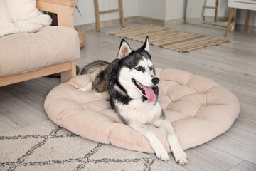 Adorable Husky dog on pet bed at home