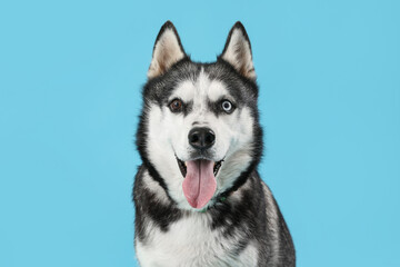 Naklejka na ściany i meble Adorable Husky dog on blue background