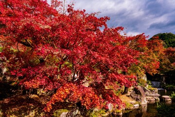 渓石園の紅葉