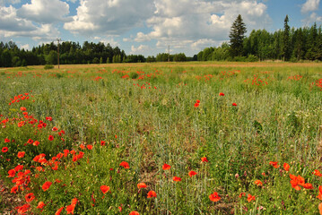 Poppies in a field in Tukums, Latvia