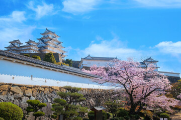 Himeji Castle in Himeji, Japan with full bloom Cherry Blossom in spring