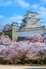 Himeji Castle in Himeji, Japan with full bloom Cherry Blossom in spring