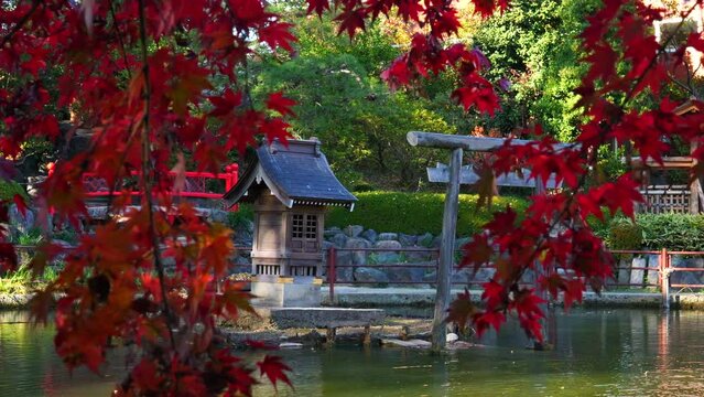 Japanese Shinto shrine on small island in lake with red Japanese maple in autumn.