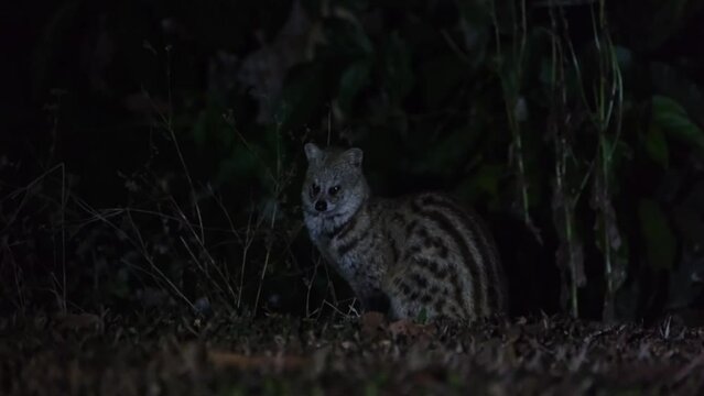 Facing the camera then turns its head to the left as the camera zooms out, Small Indian Civet Viverricula indica, Thailand