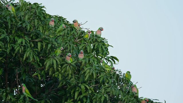 Seen on the round side of the tree in a flock while an individual flies up to perch inside the foliage, Red-breasted Parakeet Psittacula alexandri, Thailand