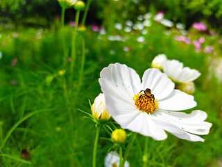 Obraz premium bee on camomile