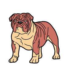 illustration of an bulldog
