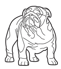 bulldog isolated on white