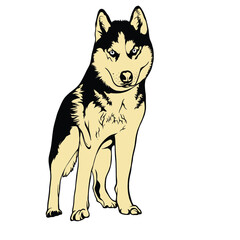 black and white wolf