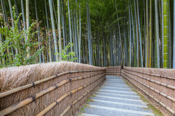 Fototapeta premium A Bamboo Grove at Adashino Nenbutsuji Temple in Kyoto, Japan