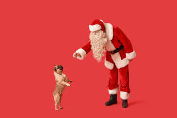 Santa Claus and French bulldog on red background