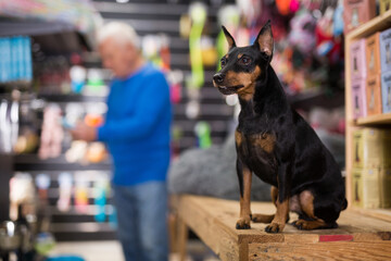 Portrait of dog doberman pinscher sitting in pet shop while its owner choosing dogs supplies