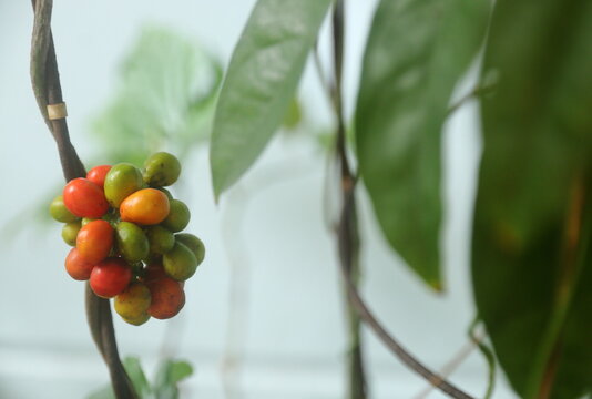 fruits and leaves of Bamboo grass/YaNang  (Tiliacora triandra), a kind of local Thai herb for internal heat relief