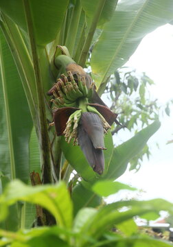 blossom with younger fruits of Lebmuernang banana tree,  a kind of local banana of thailand. Their fruits seem like long finger.