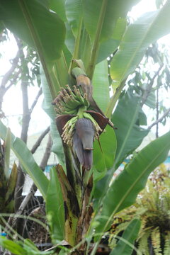 blossom with younger fruits of Lebmuernang banana tree,  a kind of local banana of thailand. Their fruits seem like long finger.