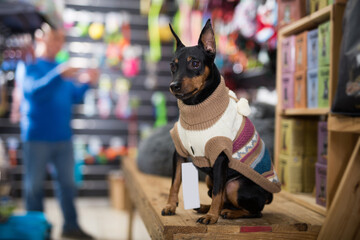 Obedient zwergpinscher puppy in cozy little sweater waiting for his owner in pet shop.