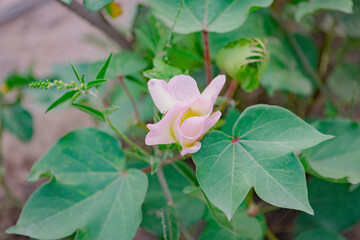 Flor de Planta de Algodon