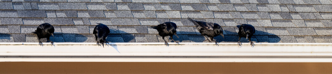 Crows perched on an asphalt shingle roof gutter, focused and intently looking down
