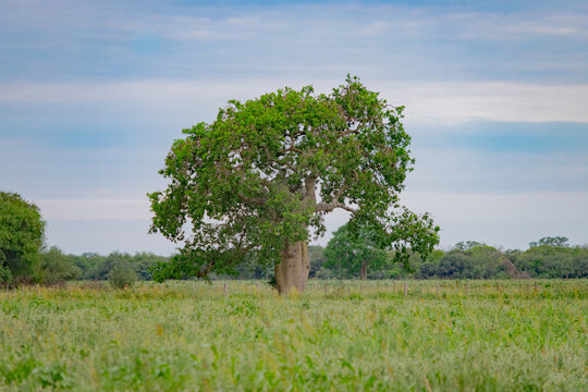 Planta de Palo Borracho, palo Botella