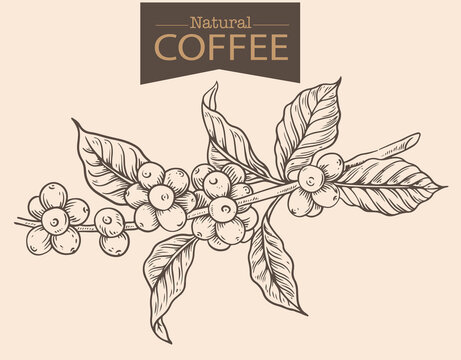 Banner and brochure template of coffee tree and farmer on sketch ink drawing for label packaging, sticker, poster, promotion, banner, t-shirt, tote bag, stamp.