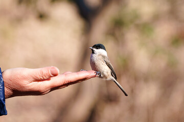 쇠박새 marsh tit