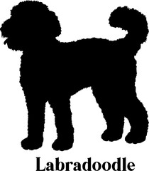 Labradoodle Dog breed silhouette SVG vector