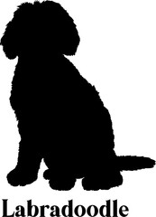 Labradoodle Dog breed silhouette SVG vector