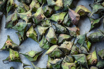 Lotus seeds and chicken head rice harvested in autumn