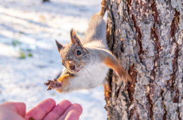 Naklejka na ściany i meble Squirrel eats nuts from a man's hand. Caring for animals in winter or autumn.