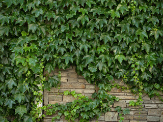 ivy on the wall
