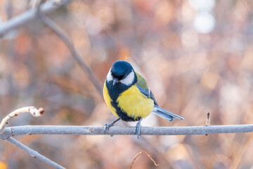 Cute bird Great tit, songbird sitting on a branch without leaves in the autumn or winter.