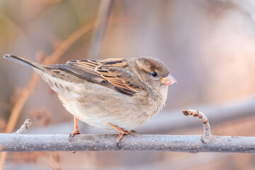 Sparrow sits on a branch without leaves.