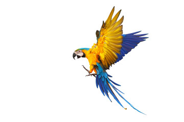 Colorful flying parrot isolated on transparent background png file