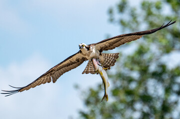 Osprey in Flight while hunting