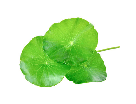 gotu kola, asiatic pennywort, centella asiatica, ayurveda herbal transparent png