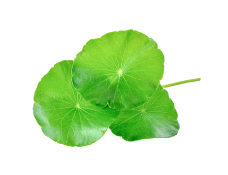 gotu kola, asiatic pennywort, centella asiatica, ayurveda herbal transparent png