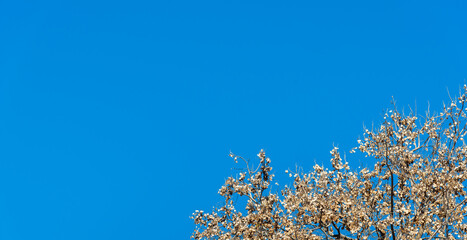 Beautiful blue sky.Dry leaves In front. Selective focus.