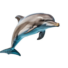 Dolphin photograph isolated on white background
