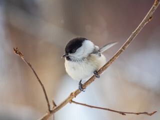 Cute bird the willow tit, song bird sitting on a branch without leaves in the winter.
