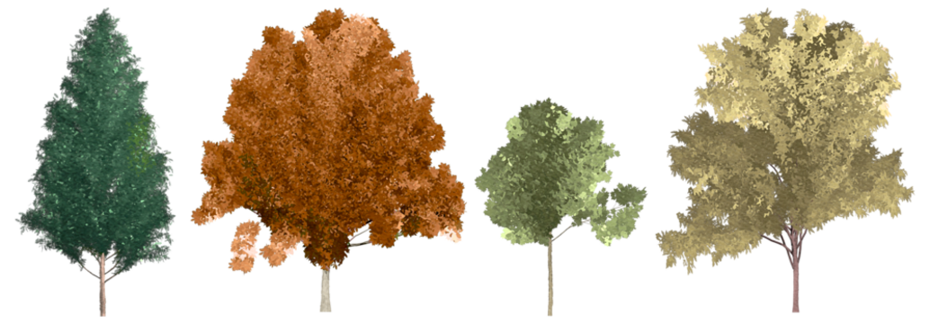 set of watercolor green tree with 4 different colors isolated on white background. PNGs transparent background, suitable for facade, section, graphic design of students, architecture, and landscape