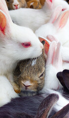 Obraz premium Little brown bunny, encircled by white bunnies in pink bows